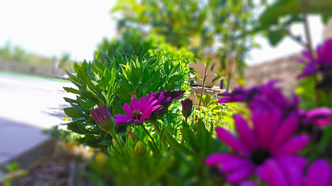 Dimitris Villa Hotel มาตาลา ภายนอก รูปภาพ